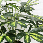 Arbust Artificial Schefflera Variegata, Ultra-Realistic, 65cm (Fara Ghiveci)